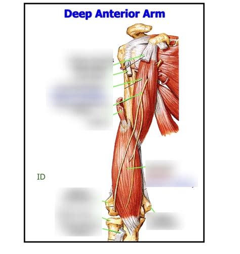 Deep Anterior Arm Diagram Quizlet