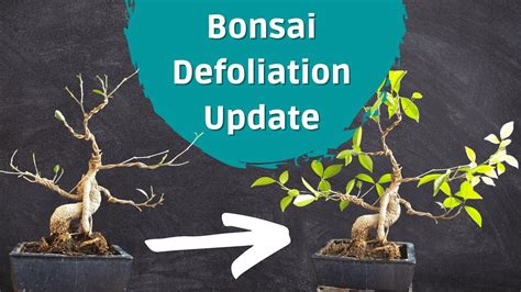 Defoliation Update On My Ficus Bonsai Youtube