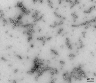 Recombinant Human Alpha Synuclein Active Pre Formed Fibrils Type