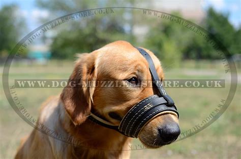 Soft Dog Muzzle Nappa Padded | Golden Retriever Muzzle UK