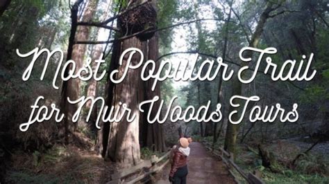 The Most Popular Muir Woods Trail You Should Hike - Dylan's Tours