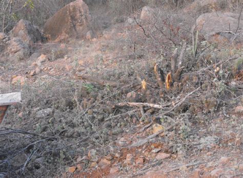 ProLee LosMochis Daños ocasionados a poblaciones de flora xerofila por