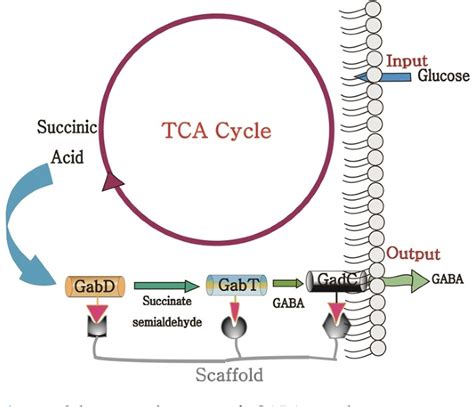 Figure 1 From Jmbreview Co Localization Of Gaba Shunt Enzymes For The