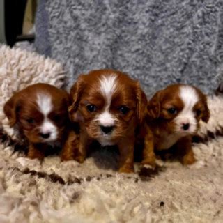 M Nader Gammal Blandras Cavalier King Charles Spaniel S Ljs Av