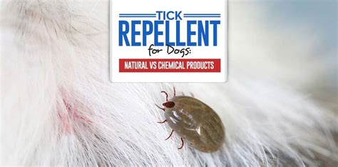 Tick Repellent for Dogs: Natural vs Chemical and What You Must Know