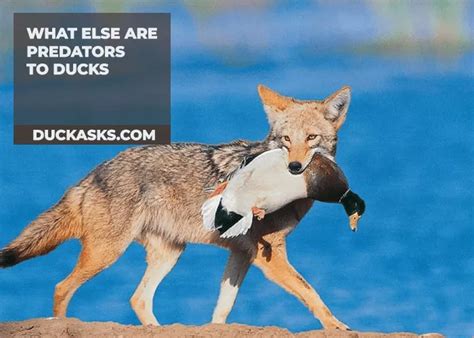 Are Ducks Scared Of Owls? - Duck Asks