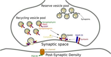 Synaptic Protein And Receptors Creative Diagnostics