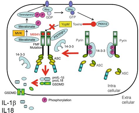 Prolonged Activation Of Pyrin Inflammasome In Patients With Familial