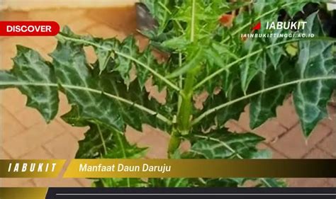 Banyak Yang Belum Tau Ini Dia 7 Manfaat Daun Daruju