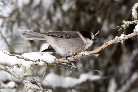 Ann Brokelman Photography: Gray Jay - Canada new bird.