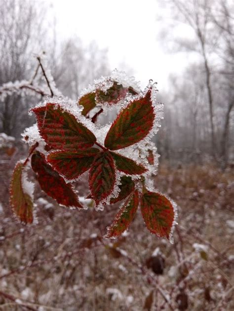 jlez Poland NATURA 217 129 Rubus plicatus W et N jeżyna fałdowana