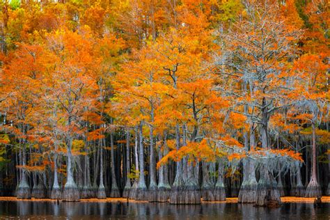 Cypress Tree Photography | Cypress Swamp Photos | Joseph C. Filer Fine Art Photography