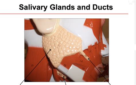 Salivary glands & ducts Diagram | Quizlet