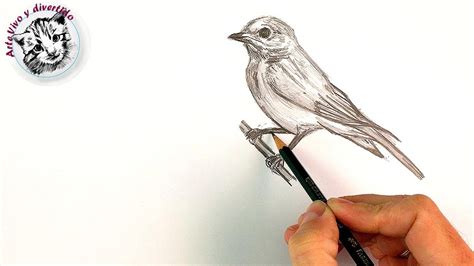 Como Dibujar Un Pajaro A Lapiz Paso A Paso En Tiempo Real Youtube