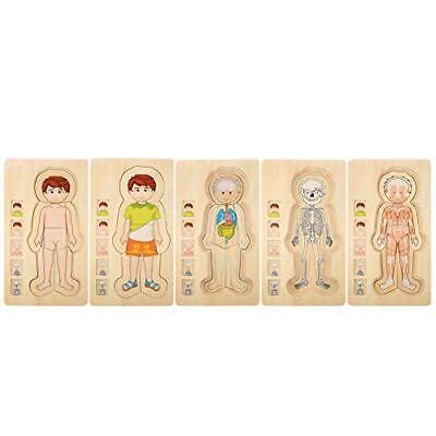 Struttura Del Corpo Umano Jigsaw Puzzles Toy Puzzle Di Legno Mattone