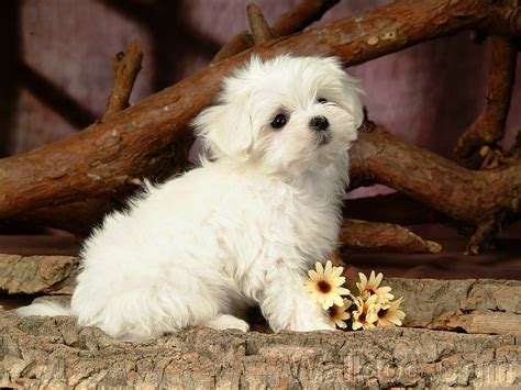 The dog in world: Photo of puppy dogs very pretty