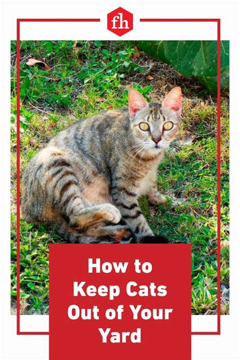 Safe Effective Ways To Keep Stay Cats Out Of Your Yard Cat Repellant