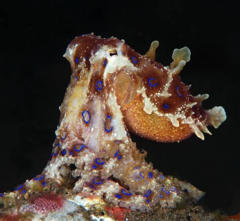 Premium Photo | Blue ring octopus. underwater macro life of bali.