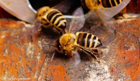 Propolis Tinktur Selber Machen Das Kittharz Der Bienen Nutzen Mit