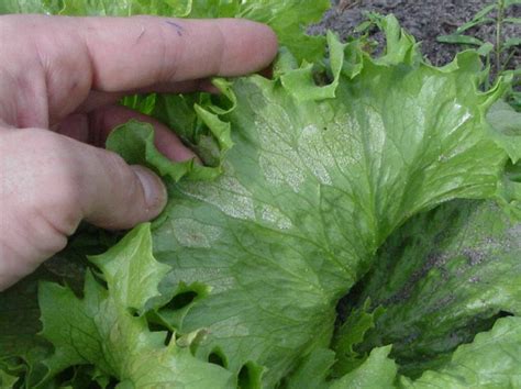 Downy Mildew On Lettuce Download Scientific Diagram