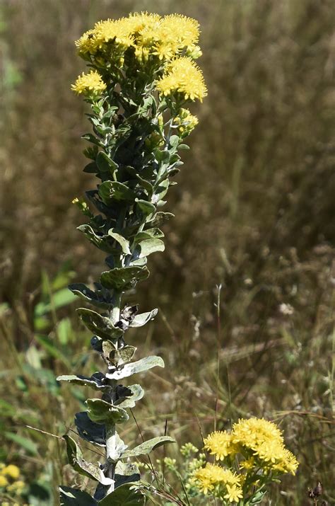 October 1, 2018 – Stiff Goldenrod – Barton Arboretum and Nature Preserve