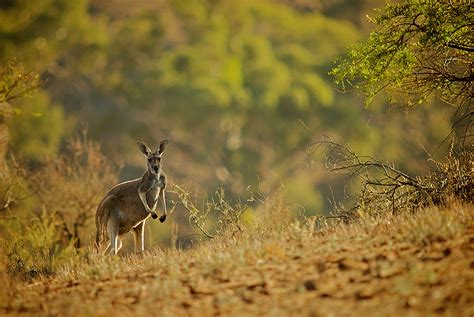 Red Kangaroo Sean Crane Photography