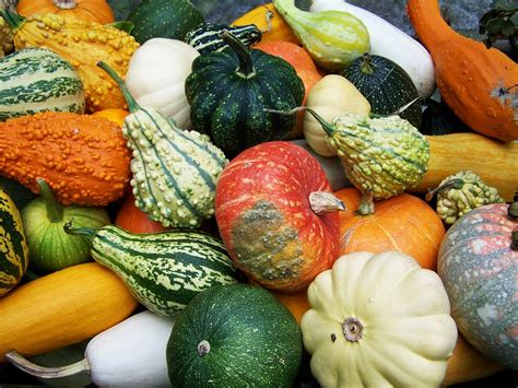 Calabaza colorida en otoño recogida Secretaría de Agricultura y