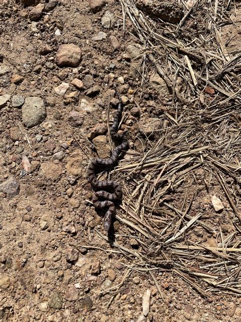 Mole Kingsnake From Hillsborough NC US On August 31 2023 At 04 21 PM