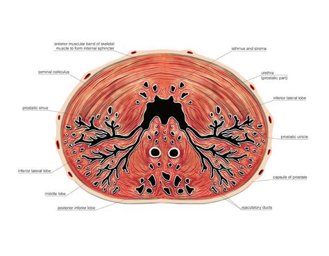 Male Genital System Photograph By Asklepios Medical Atlas Pixels