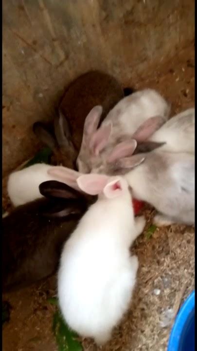 Exotic Rabbits Ryeofarms Abeokuta Agriculture Nigeria