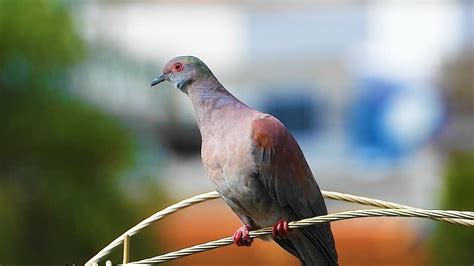 Pomba Galega Patagioenas Cayennensis Pale Vented Pigeon Pomba