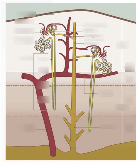 2. Histology; Nephron Diagram Diagram | Quizlet