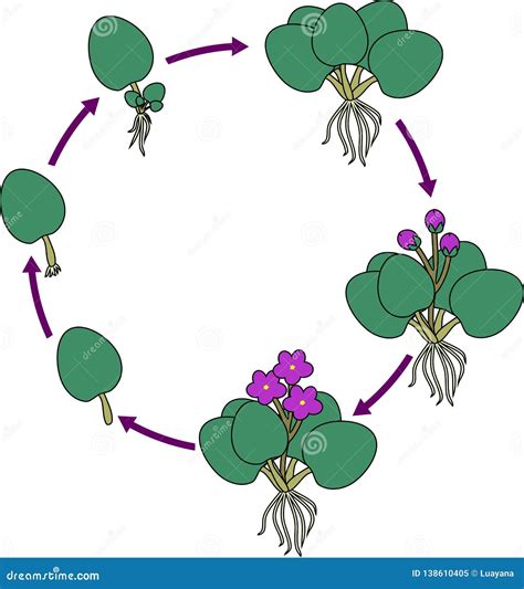 Stages Of Vegetative Reproduction Of African Violets Saintpaulia. Sequence Of Stages Of Plant ...