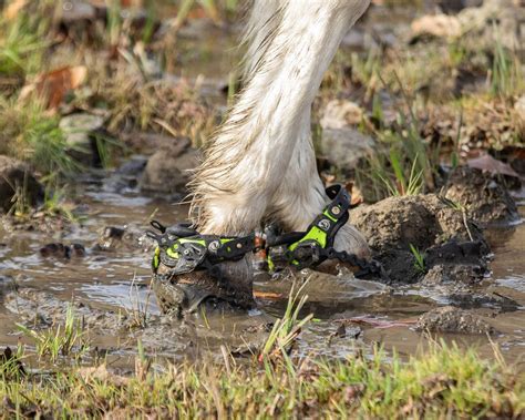 horse hoof boot guide