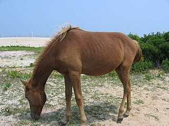 pony wikipedia