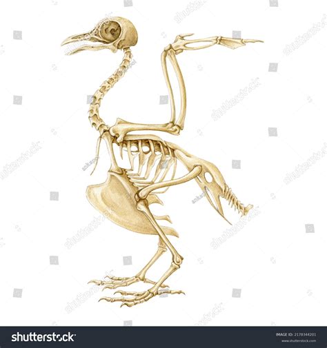 Bird Skeleton Images: Browse 15.236 Stock Photos & Vectors Free Download with Trial | Shutterstock