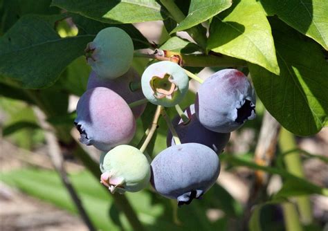 Blauwe Bessenstruiken Kopen Vanaf 6 99 Fruitbomen Net