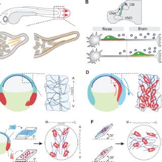 Summary Of The Guidance Mechanisms Of Cell Migration Occurring During