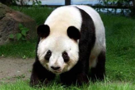 Cómo es el oso panda Características del oso panda