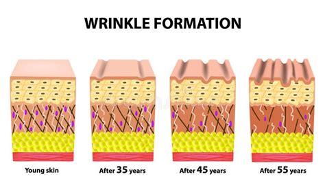 The Anatomical Structure of the Skin. Elastin, Hyaluronic Acid ...