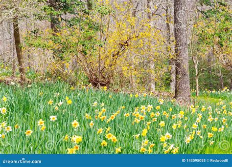 Forest Landscape With Spring Daffodils Stock Image Image Of Clean