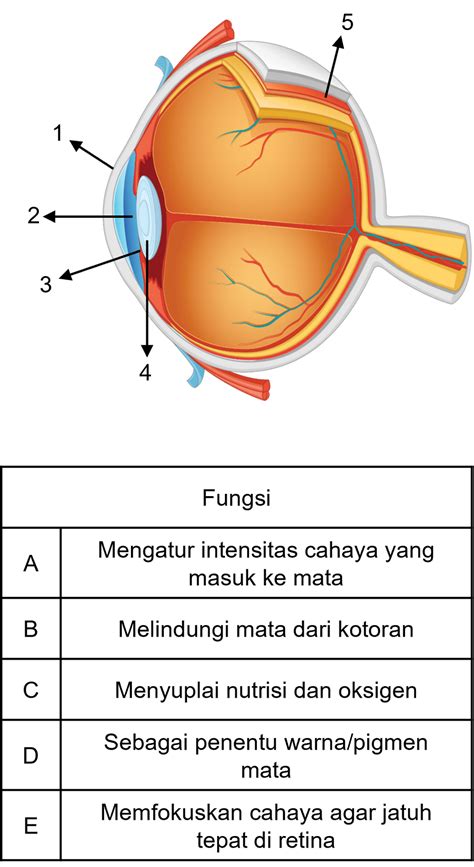 Perhatikan Gambar Dan Tabel Di Bawah Ini Pa