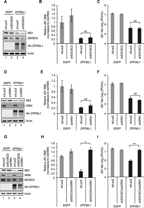 Zinc Finger Protein ZFP36L1 Inhibits Flavivirus Infection By Both 5 3