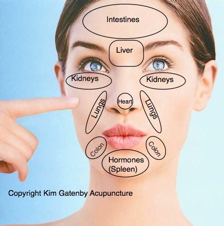 Chinese Face Map How Organs Link To Your Face Face Mapping Skin Images