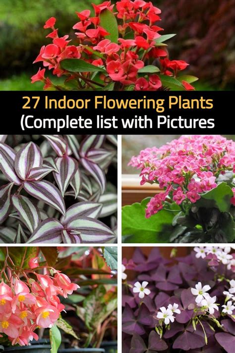 27 Indoor Flowering Plants The Complete List With Pictures In 2021