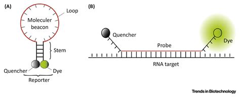 Molecular Beacon Nano Sensors For Probing Living Cancer Cells Trends