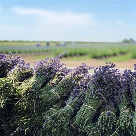 Visit This Lavender Farm In Northern California This Summer