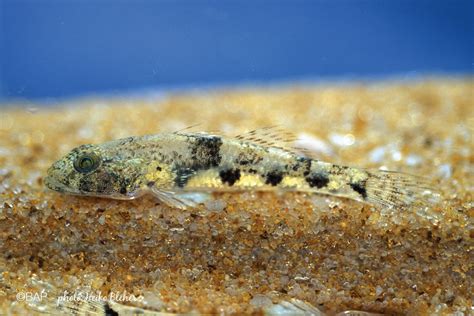 Glossogobius Sp BAP