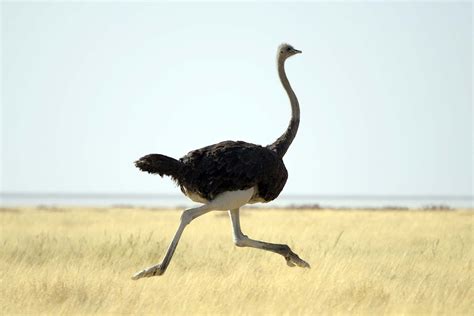 Ostrich - Animal Profiles