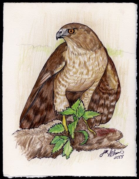 Hawk And Prey Colored Pencil Drawing